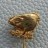 Gold  Pig